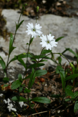 Heliosperma alpestre