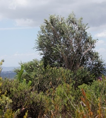 Melaleuca armillaris armillaris