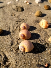 Naticarius stercusmuscarum