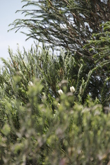 Melaleuca armillaris armillaris