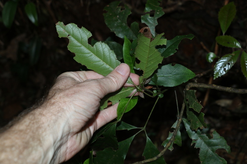 Image of Karrabina benthamiana by (c) Greg Tasney, some rights reserved (CC BY-SA)