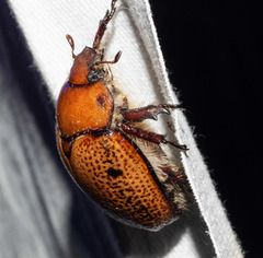 Anoplognathus velutinus