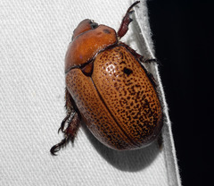 Anoplognathus velutinus