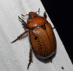 Anoplognathus velutinus