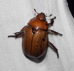 Anoplognathus velutinus