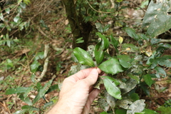 Heritiera trifoliolata