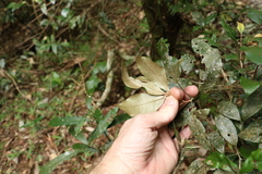 Heritiera trifoliolata