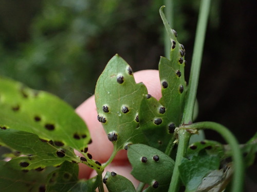 Puccinia clavata