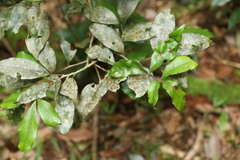 Heritiera trifoliolata