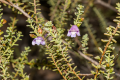 Eremophila weldii