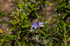 Halgania andromedifolia