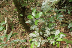 Heritiera trifoliolata