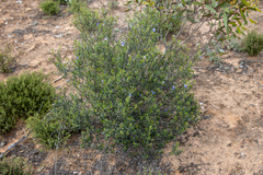Halgania andromedifolia