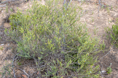 Eremophila weldii