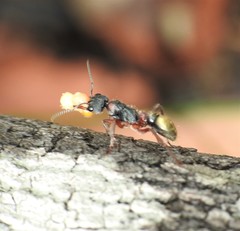 Myrmecia chrysogaster