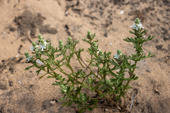 Teucrium sessiliflorum