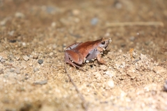 Microhyla gadjahmadai