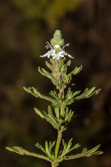 Teucrium sessiliflorum