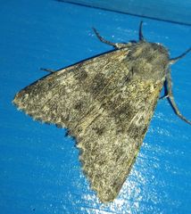 Polymixis rufocincta