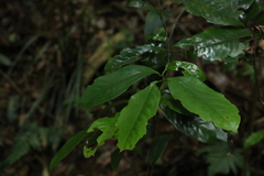 Eupomatia laurina