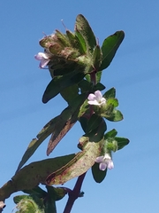Hygrophila polysperma