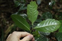 Eupomatia laurina