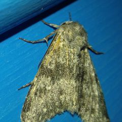 Polymixis rufocincta