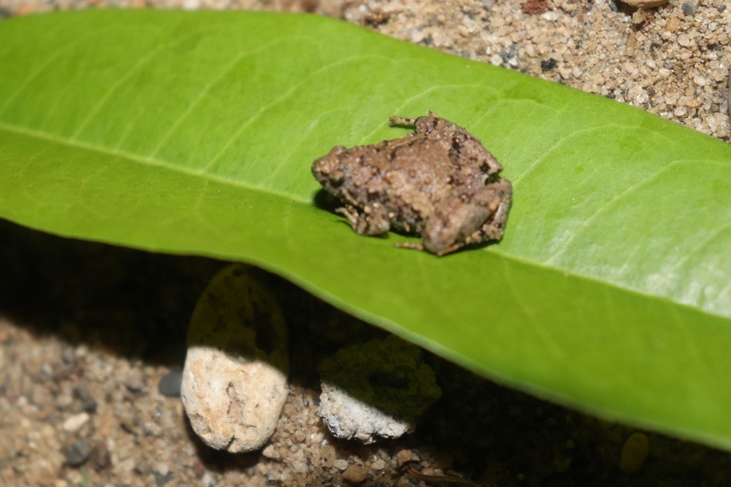 Sriwijaya Narrow-Mouth Frog