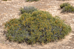 Acacia nyssophylla