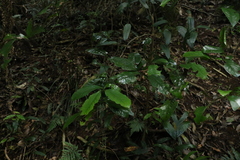 Eupomatia laurina