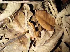 Fejervarya cancrivora