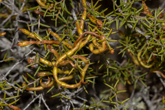 Acacia nyssophylla