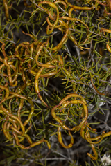 Acacia nyssophylla