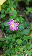 Heterotis rotundifolia