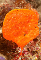 Echinoclathria leporina
