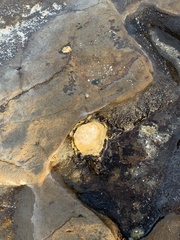 Saccostrea glomerata