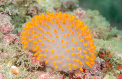 Polycitor giganteus