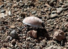 Zophosis testudinaria