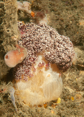 Dendronephthya australis