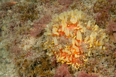 Polymastia penicillus