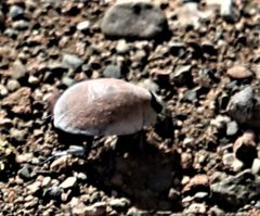 Zophosis testudinaria