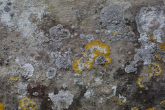 Variospora aurantia