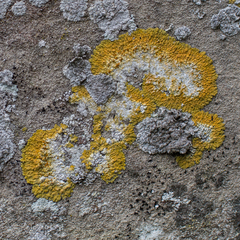 Variospora aurantia