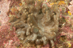 Capnella gaboensis