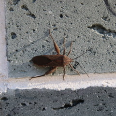 Physomerus grossipes