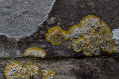 Variospora aurantia