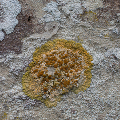 Variospora aurantia