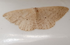Cyclophora obstataria