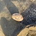 photo of Brown Bubble Shell (Bulla quoyii)