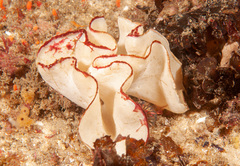 Teichonopsis labyrinthica
